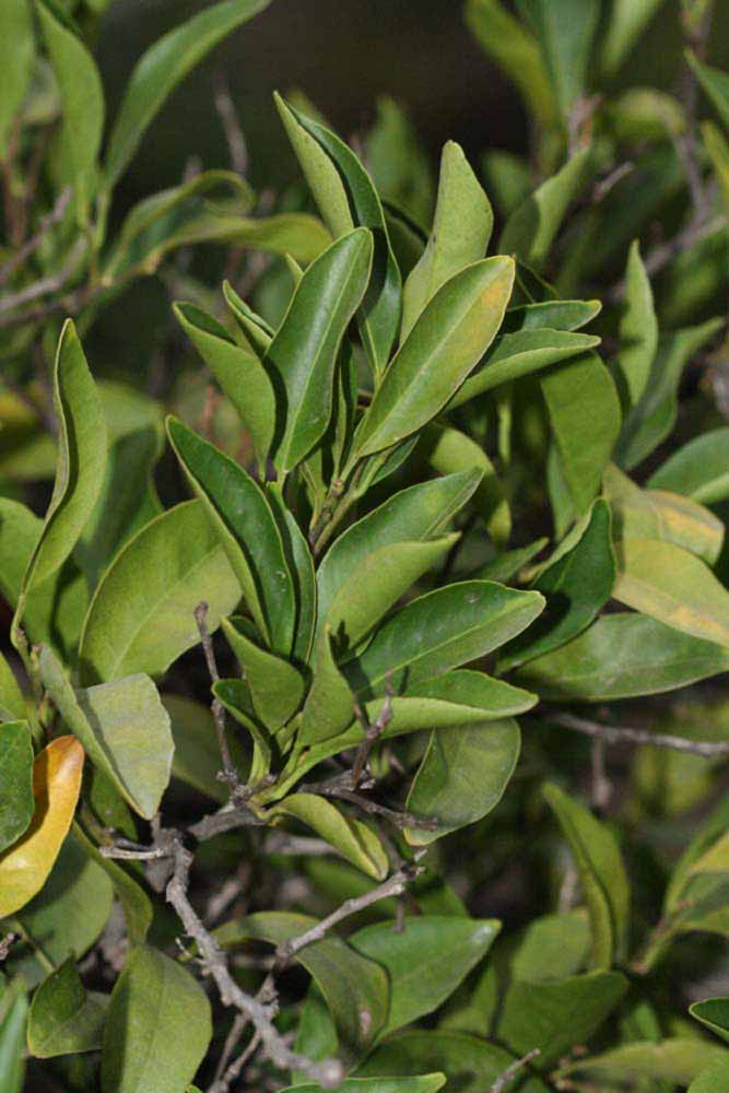              Sun leaves (Riverside, CA)       